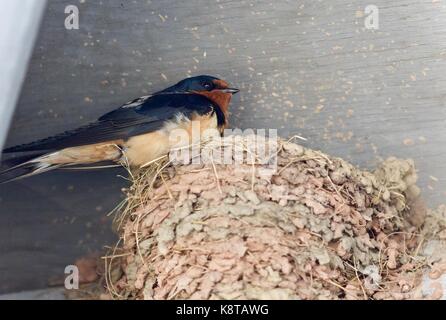 Schönes Bild von einem Swift in einem Nest Stockfoto