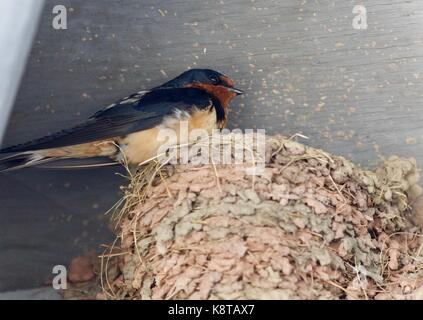 Schöne isolierte Bild mit einem Swift in einem Nest Stockfoto