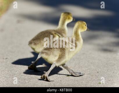 Hintergrund mit zwei niedlichen Küken von Kanada Gänse Stockfoto