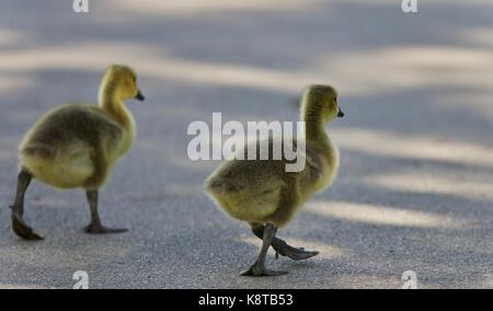 Hintergrund mit zwei niedlichen Küken von Kanada Gänse Stockfoto