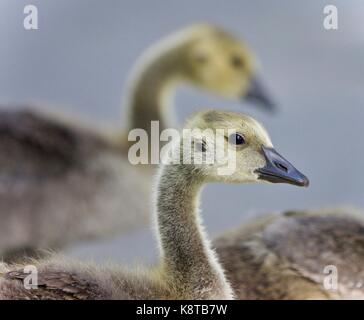 Isolierte Bild von zwei niedlichen Küken von Kanada Gänse Stockfoto