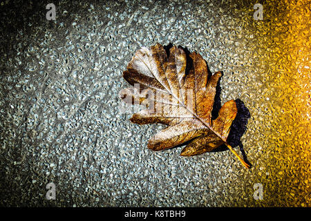 Braun Blatt ruht auf Asphalt Pflaster Stockfoto