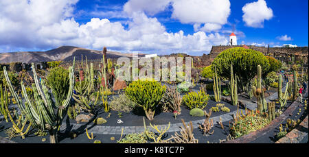 Beliebte Garten Kaktus in Insel Lanzarote, Kanarische Inseln, Spanien. Stockfoto