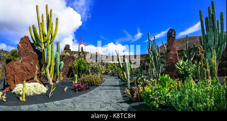 Beliebte Garten Kaktus in Insel Lanzarote, Kanarische Inseln, Spanien. Stockfoto