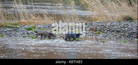 Mutter Otter und Junge auf dem Whitesands Dumfries River Nith, Schottland Stockfoto