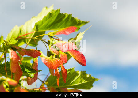 Japanischer Ahorn (Acer rubrum) Rot geflügelten Samen mit blauen bewölkten Himmel im Hintergrund. Stockfoto