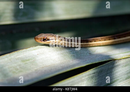 In der Nähe der Östlichen Ribbon Snake - Green Cay Feuchtgebiete, Boynton Beach, Florida, USA Stockfoto