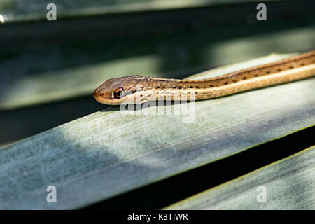 In der Nähe der Östlichen Ribbon Snake - Green Cay Feuchtgebiete, Boynton Beach, Florida, USA Stockfoto