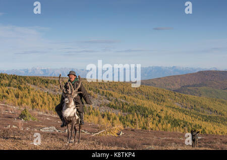 Tsaatan Mann, in einem traditionellen Deel gekleidet, mit seinen Rentieren in der Taiga im Norden der Mongolei Stockfoto