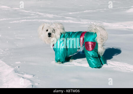 Portrait von niedlichen kleinen Hund trägt ein Wintermantel auf einem Schnee Stockfoto