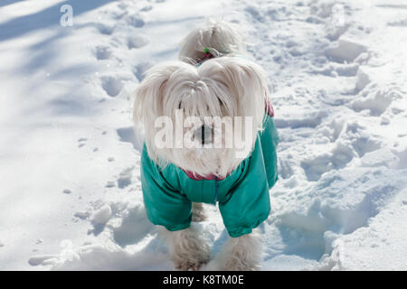 Portrait von niedlichen kleinen Hund trägt ein Wintermantel auf einem Schnee Stockfoto