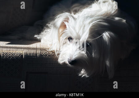 Traurig schönen Hund Warten auf Annahme im Tierheim Stockfoto