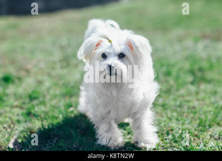 Happy niedlichen Hund wandern im Gras Stockfoto