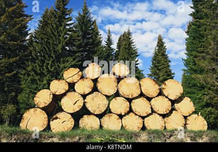 Stapel von geschlagenem Holz auf dem Boden liegend auf dem Hintergrund der Taiga Stockfoto