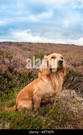 Ein englischer Cocker Spaniel saßen in der Heide auf einem grouse Moor während eines Tage Moorhuhn schießen in North Yorkshire Stockfoto