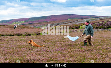 North Yorkshire, England, Großbritannien - ein Schläger mit Hund, die ein Flag in der Heide auf einem North Yorkshire grouse Moor Stockfoto