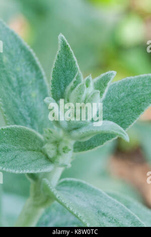 Lambs ohr Pflanze, aka Woolly hedgenettle, Nahaufnahme (Stachys byzantina) - USA Stockfoto