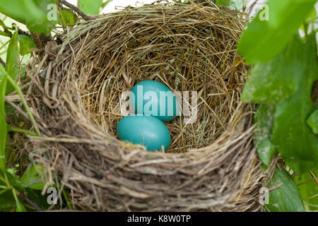 American Robin (Turdus migratorius) Vogel Eier im Nest - USA