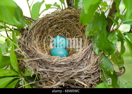 American Robin (Turdus migratorius) Vogel Eier im Nest - USA