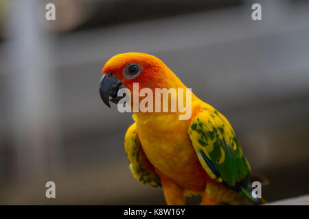 Sun Sun Sittiche Sittich oder Papagei, schöne gelbe und orange Papagei Vogel Stockfoto