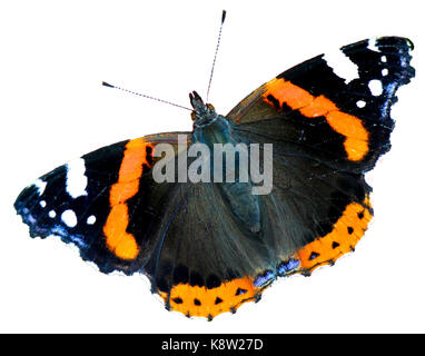 In der Nähe der schöne rote Admiral Schmetterling auf weißem Hintergrund. Stockfoto