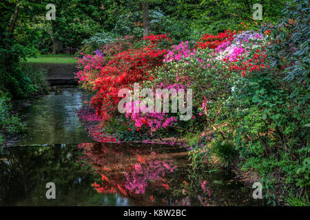 Der Frühling in der Woodland Gardens, Bushy Park, London, UK. Bunte rote & rosa Azaleen neben einem kleinen Bach wunderschön von Abendsonne beleuchtet. Stockfoto