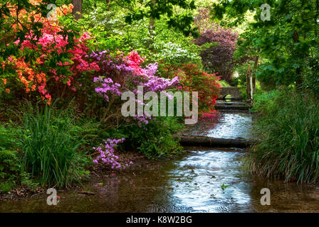 Der Frühling in der Woodland Gardens, Bushy Park, London, UK. Bunte rote & rosa Azaleen neben einem kleinen Bach wunderschön von Abendsonne beleuchtet. Stockfoto