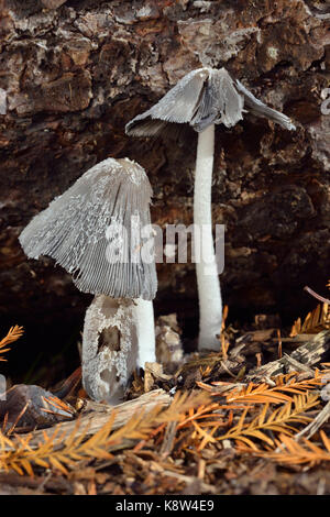 Hare's Foot Ink-Cap Pilz - Coprinopsis lagopus auf Waldboden Stockfoto