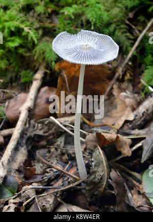 Hare's Foot Ink-Cap Pilz - Coprinopsis lagopus Woodland Pilz Stockfoto