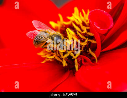 Honigbiene (Apis mellifera) in Pollen ernähren und die bestäubung Eine rote Dahlie an RHS Garden Rosemoor, North Devon, England im September abgedeckt Stockfoto