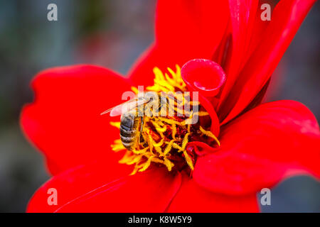 Honigbiene (Apis mellifera) in Pollen ernähren und die bestäubung Eine rote Dahlie an RHS Garden Rosemoor, North Devon, England im September abgedeckt Stockfoto