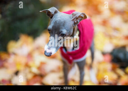 Portrait von netten italienischen Greyhound im Herbst Saison Stockfoto