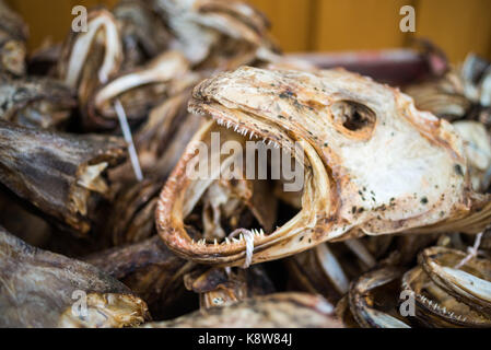 Der Leiter der trockenen Fisch schließen, Lofoten, Norwegen, Skandinavien, Europa. Stockfoto