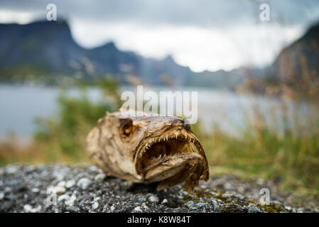 Der Leiter der trockenen Fisch schließen, Lofoten, Norwegen, Skandinavien, Europa. Stockfoto