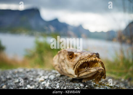 Der Leiter der trockenen Fisch schließen, Lofoten, Norwegen, Skandinavien, Europa. Stockfoto