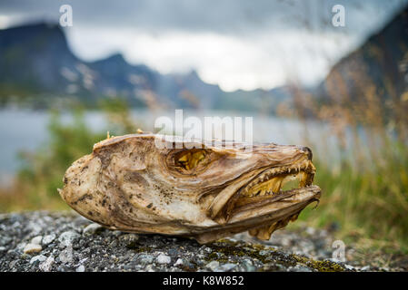 Der Leiter der trockenen Fisch schließen, Lofoten, Norwegen, Skandinavien, Europa. Stockfoto