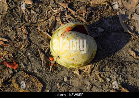 Gehackte alten verrotteten Wassermelone. Ein verlassenes Gebiet der Wassermelonen und Honigmelonen. Faule Wassermelonen. Reste der Ernte von Melonen. Verrottendem Gemüse Stockfoto