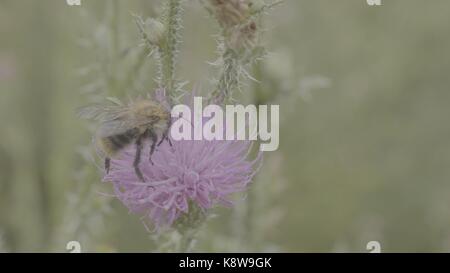 Einen schönen wilden Hummel sammeln Honig von Marsh thistle Blume. Makro. Biene auf einer Blüte Feld Thistle. Feld Wildtyp-Anlage mit Stacheln Nahaufnahme Stockfoto