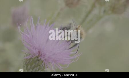Einen schönen wilden Hummel sammeln Honig von Marsh thistle Blume. Makro. Biene auf einer Blüte Feld Thistle. Feld Wildtyp-Anlage mit Stacheln Nahaufnahme Stockfoto