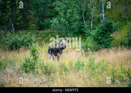 Elche, Europäischen Elch (alces alces alces), Norwegen, Skandinavien, Europa. Stockfoto