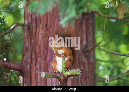 Frontal geschossen von einem sehr netten eurasischen Eichhörnchen sitzt auf einem Kreuz geformt Schneiden aus rotem Holz Baum in Richtung Kamera. (Sciurus vulgaris) Stockfoto