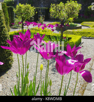 Plas Cadnant Gardens, Menai Bridge, Anglesey North Wales, Stockfoto