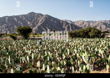 Cactus mit Karmin für die Herstellung von Email Farbmittel infiziert. Nasca, Abteilung für Ica, Peru. Stockfoto