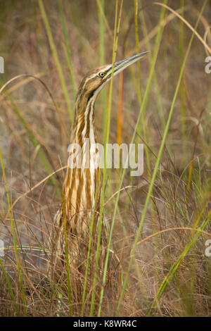 Amerikanische Rohrdommel (Botaurus letiginosus) in einem Sumpf in den Florida Everglades. USA Stockfoto