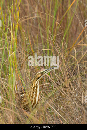 Amerikanische Rohrdommel (Botaurus letiginosus) in einem Sumpf in den Florida Everglades. USA Stockfoto