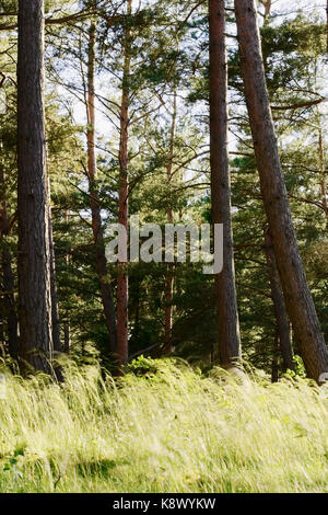 Pinewood mit Bäumen und Gras wachsen in Wald Unterwuchs. Scots oder Schottische Kiefer Pinus sylvestris Bäume im immergrünen Wald. Pommern, Polen. Stockfoto