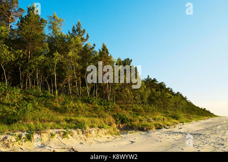 Pinewood wachsen auf Dünen an der Ostseeküste. Scots oder Schottische Kiefer Pinus sylvestris Bäume in immergrüne Nadelwald. Stegna, Pommern, Polen. Stockfoto