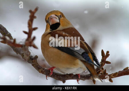 (Hawfinch Coccothraustes coccothraustes) im Winter Stockfoto