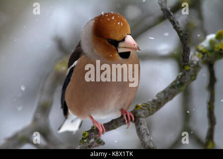 (Hawfinch Coccothraustes coccothraustes) im Winter Stockfoto