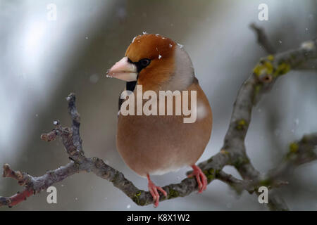 (Hawfinch Coccothraustes coccothraustes) im Winter Stockfoto